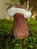 Tylopilus badiceps image