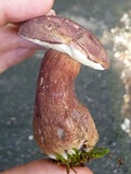 Tylopilus badiceps image