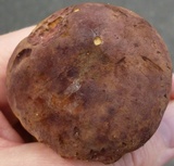 Tylopilus badiceps image