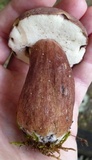 Tylopilus badiceps image