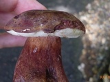 Tylopilus badiceps image