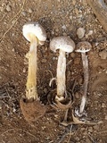 Battarrea phalloides image