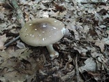 Amanita brunnescens image