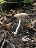 Amanita multisquamosa image