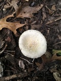 Amanita multisquamosa image