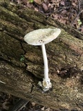 Amanita multisquamosa image