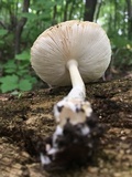 Amanita multisquamosa image