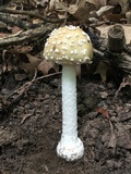 Amanita velatipes image