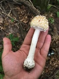 Amanita velatipes image