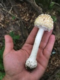 Amanita velatipes image