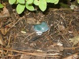 Stropharia aeruginosa image