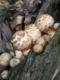 Coprinopsis variegata image