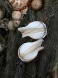 Coprinopsis variegata image