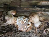 Coprinopsis variegata image