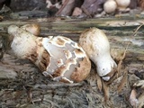 Coprinopsis variegata image