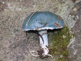 Stropharia aeruginosa image