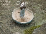 Stropharia aeruginosa image