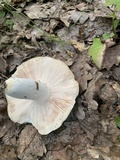 Russula virescens image