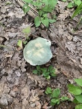 Russula virescens image