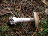 Amanita porphyria image