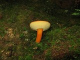 Boletus roxanae image