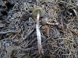 Mycena nivicola image