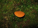 Boletus roxanae image