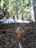 Mycena nivicola image