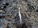Mycena nivicola image
