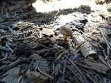 Mycena nivicola image