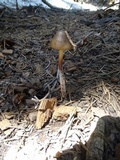 Mycena nivicola image