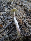 Mycena nivicola image