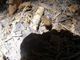 Mycena nivicola image