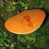 Boletus roxanae image