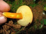 Boletus roxanae image