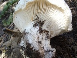 Hygrophorus subalpinus image