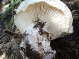 Hygrophorus subalpinus image