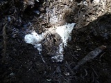 Hygrophorus subalpinus image