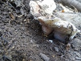 Hygrophorus purpurascens image