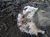 Hygrophorus purpurascens image