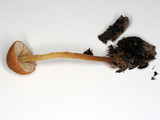 Flammulaster muricata image