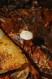 Marasmius delectans image