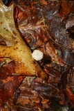 Marasmius delectans image