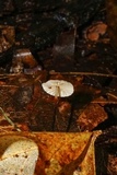 Marasmius delectans image