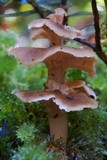 Podoserpula pusio var. tristis image