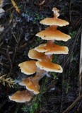 Podoserpula pusio var. tristis image