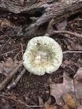 Russula parvovirescens image