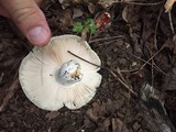 Russula parvovirescens image