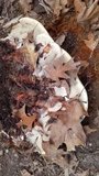 Ganoderma polychromum image