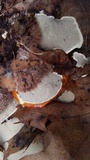 Ganoderma polychromum image